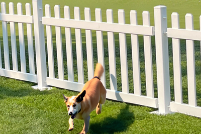 The Best Temporary Dog Fencing Solutions