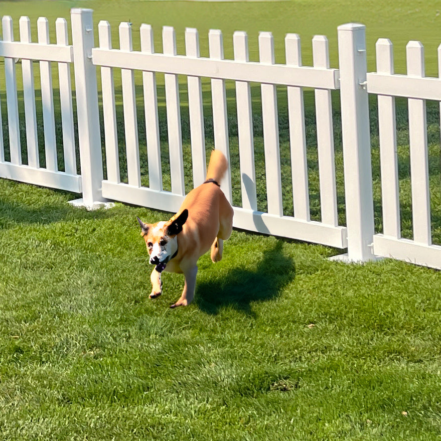 Temporary Fencing for Dogs Mod Fence Systems